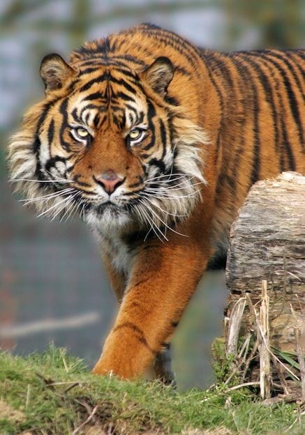 Harimau Sumatra
